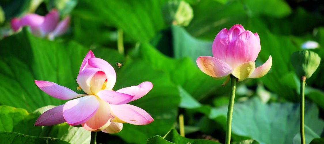 WordPress upgrade website impact